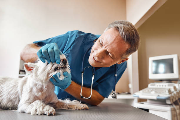 Best Emergency Dental Care for Abscessed Tooth in Birch Run, MI